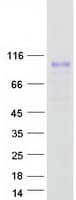Human LRRC8C Protein (Recombinant Myc-DDK (Flag))