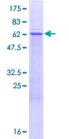 Human TRUB1 Protein (Recombinant GST)