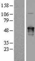 AKAP5 / AKAP79 Protein (Over-Expression Lysate Myc-DDK (Flag))