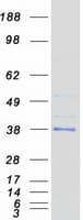 Human TPSG1 / Tryptase Gamma 1 Protein (Recombinant Myc-DDK (Flag))