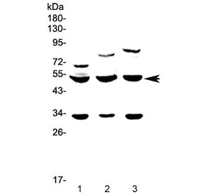 GSK3A / GSK3 Alpha Antibody