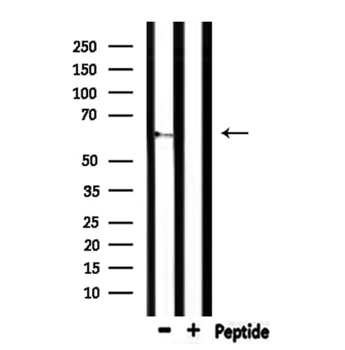 CEACAM20 Antibody