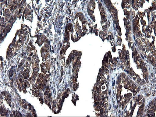 Monoclonal Mouse anti-Human SCRN1 / Secernin 1 Antibody (clone OTI1F2, IHC, WB)