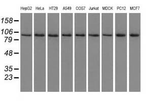 USP5 Antibody (clone OTI2H5, Carrier-free)