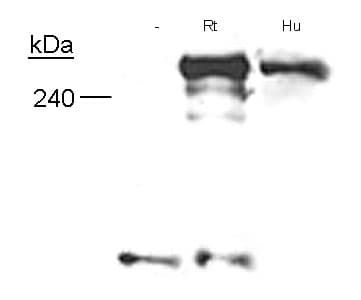 Neurofibromin / NF1 Antibody (aa27-41, clone McNFn27a)