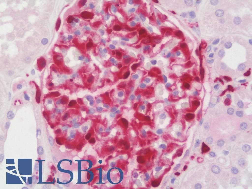 PathPlus™ AIF1 / IBA1 Antibody (aa85-147)