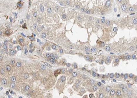 CASP12 / Caspase 12 Antibody