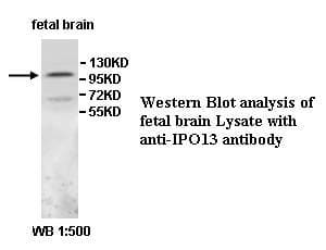 IPO13 / LGL2 Antibody (aa222-420)