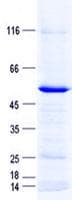 Human IQCF1 Protein (Recombinant GST, N-terminus + His, C-terminus)
