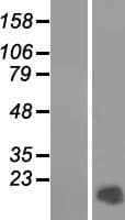 PRM2 / Protamine 2 Protein (Over-Expression Lysate Myc-DDK (Flag))