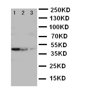 CUL2 / Cullin 2 Antibody (aa264-280)