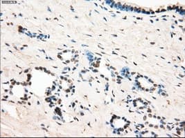 LTA4H / LTA4 Antibody (clone OTI9C5, Carrier-free)