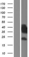 SH3BP5 / SAB Protein (Over-Expression Lysate Myc-DDK (Flag))