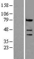 Human CASP4 / Caspase 4 Protein (Over-Expression Lysate Myc-DDK (Flag))