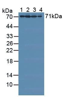RDX / Radixin Antibody (aa5-295)