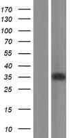 Human ZDHHC3 Protein (Over-Expression Lysate Myc-DDK (Flag))