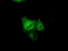 GRIPAP1 / GRASP1 Antibody (clone OTI2C11)