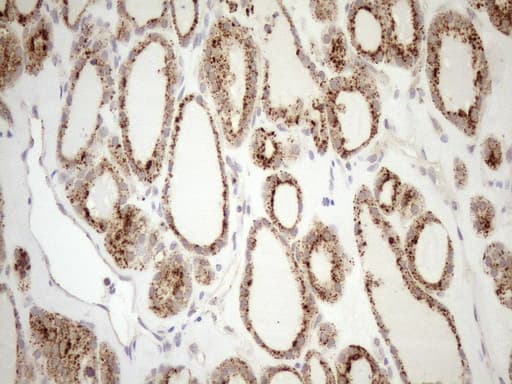 KCTD9 Antibody (aa1-223, clone OTI2G8, Carrier-free)