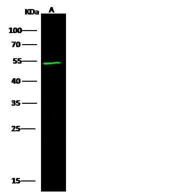 MECP2 Antibody (Preservative Free)