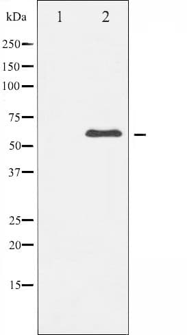 XIAP Antibody