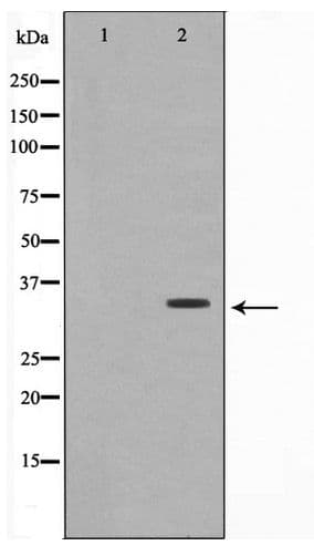 Polyclonal Rabbit anti-Human OVOL1 Antibody (WB)