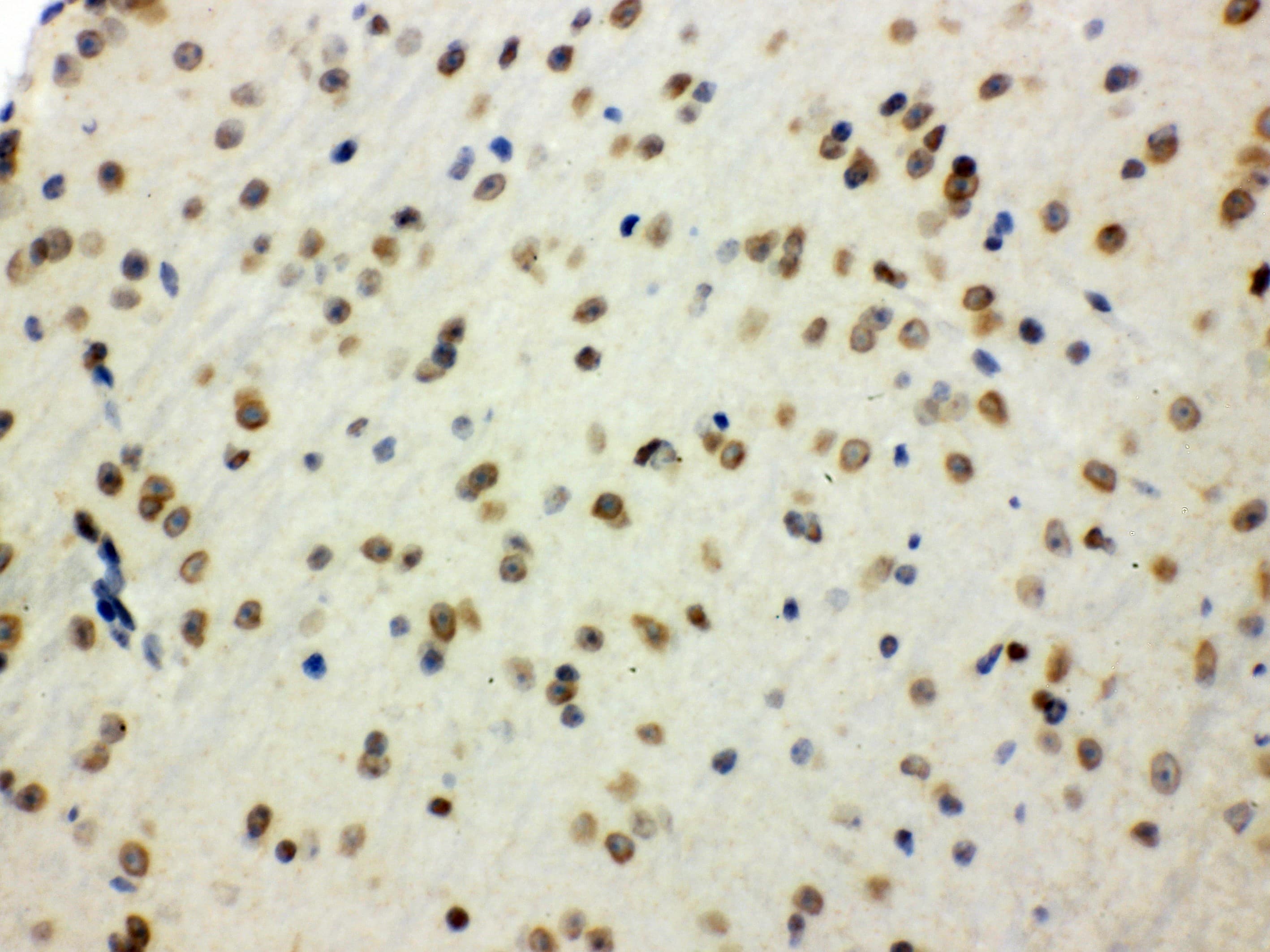 p66 / SHC Antibody (aa536-564)