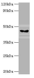 HYAL3 Antibody (aa198-417)