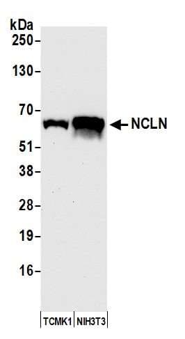 NCLN Antibody (aa375-425)