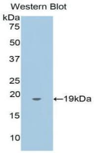 ANXA4 / Annexin IV Antibody (aa3-156, Biotin)
