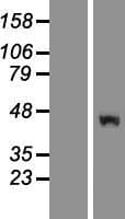 RUFY2 Protein (Over-Expression Lysate Myc-DDK (Flag))
