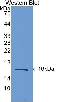 LGALS9 / Galectin 9 Antibody (aa194-322, FITC)