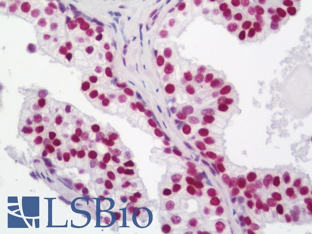 IHC-plus™ Monoclonal Mouse anti-Human NUMA1 / NUMA Antibody (clone 1C5, IHC, WB)