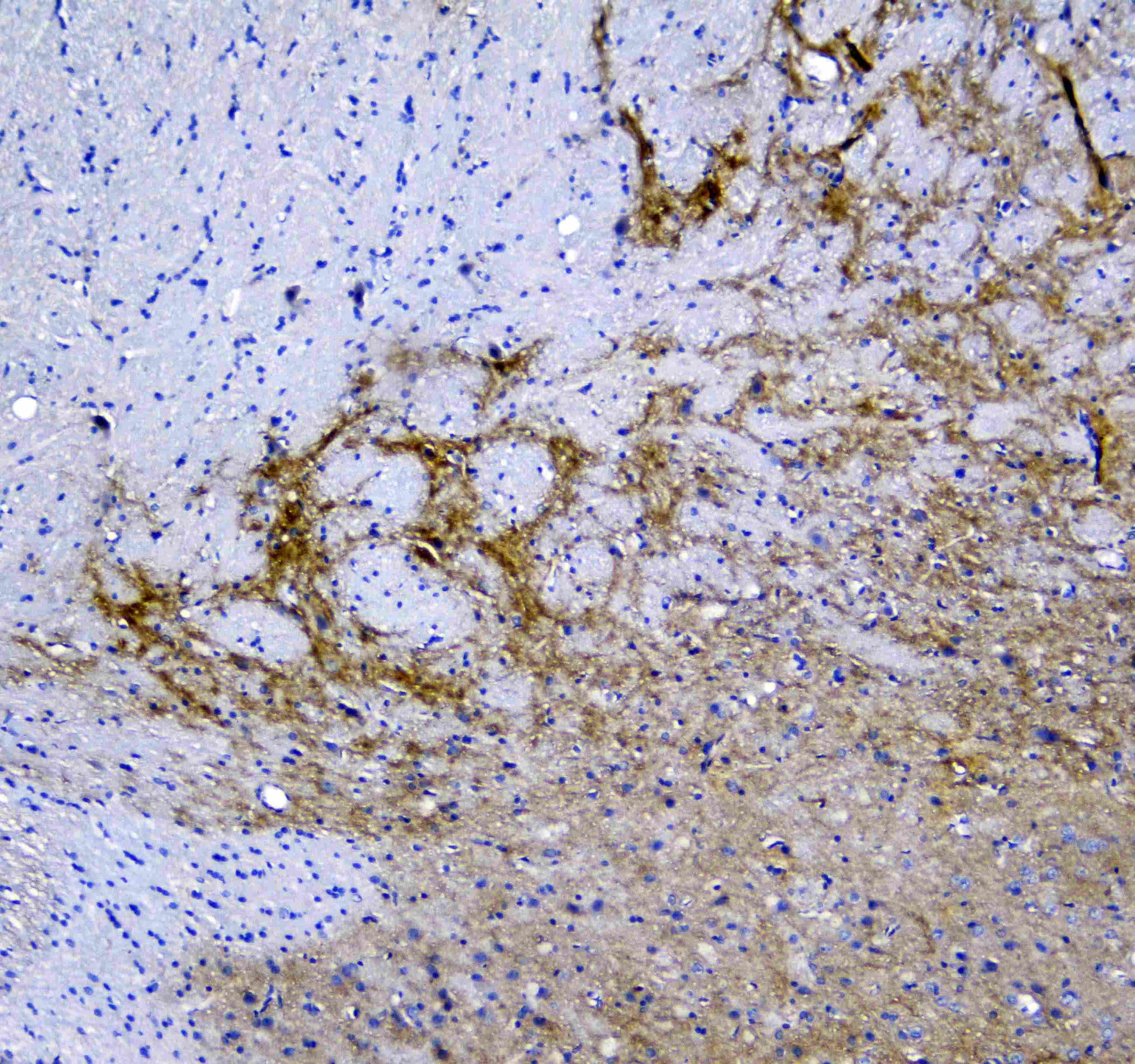 SYT1 / Synaptotagmin Antibody