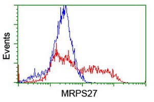 MRPS27 Antibody (clone OTI1A5)