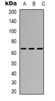 TAF5L Antibody (Internal)