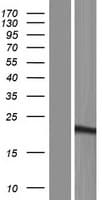 SSX5 Protein (Over-Expression Lysate Myc-DDK (Flag))