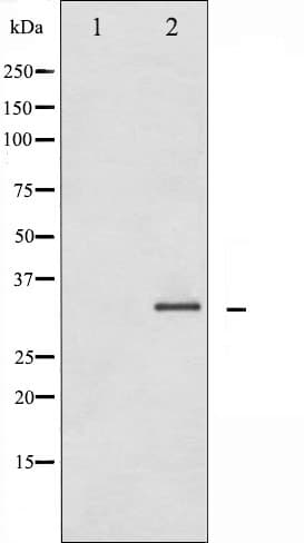 CASP3 / Caspase 3 Antibody (phospho-Ser150)