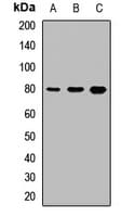 THOP1 / Thimet Oligopeptidase Antibody