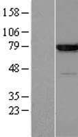 Human ANXA6/Annexin A6/Annexin VI Protein (Over-Expression Lysate Myc-DDK (Flag))