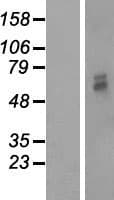 PMPCB / MPP11 Protein (Over-Expression Lysate Myc-DDK (Flag))