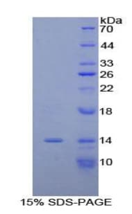 Mouse MUC5AC Protein (Recombinant His)