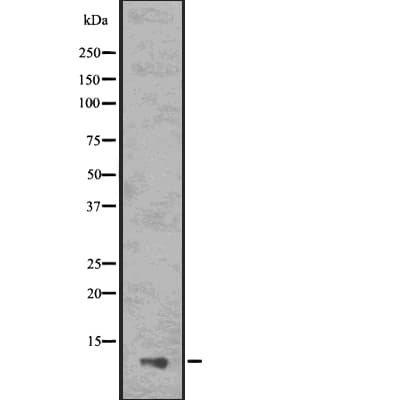 PYDC1 Antibody