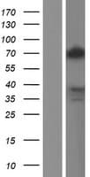 TLE2 Protein (Over-Expression Lysate Myc-DDK (Flag))