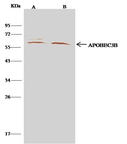 APOBEC3B Antibody (Preservative Free)