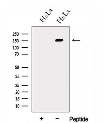 Polyclonal Rabbit anti-Human GOLGA3 Antibody (WB)
