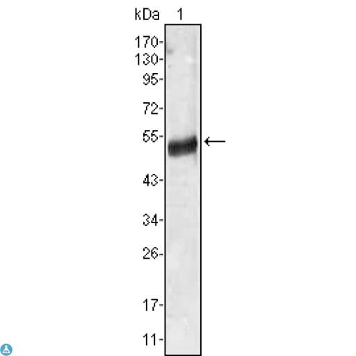 Monoclonal Mouse anti-Human AGT / Angiotensinogen Antibody (WB)
