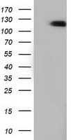 IHC-plus™ MICAL1 / MICAL Antibody (clone 2H1)