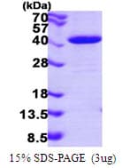 Human NAPG Protein (Recombinant His)