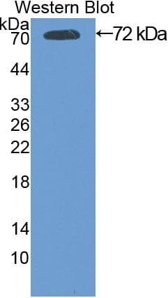 Heat Shock Protein 70 / HSPA1A Antibody (aa1-642)