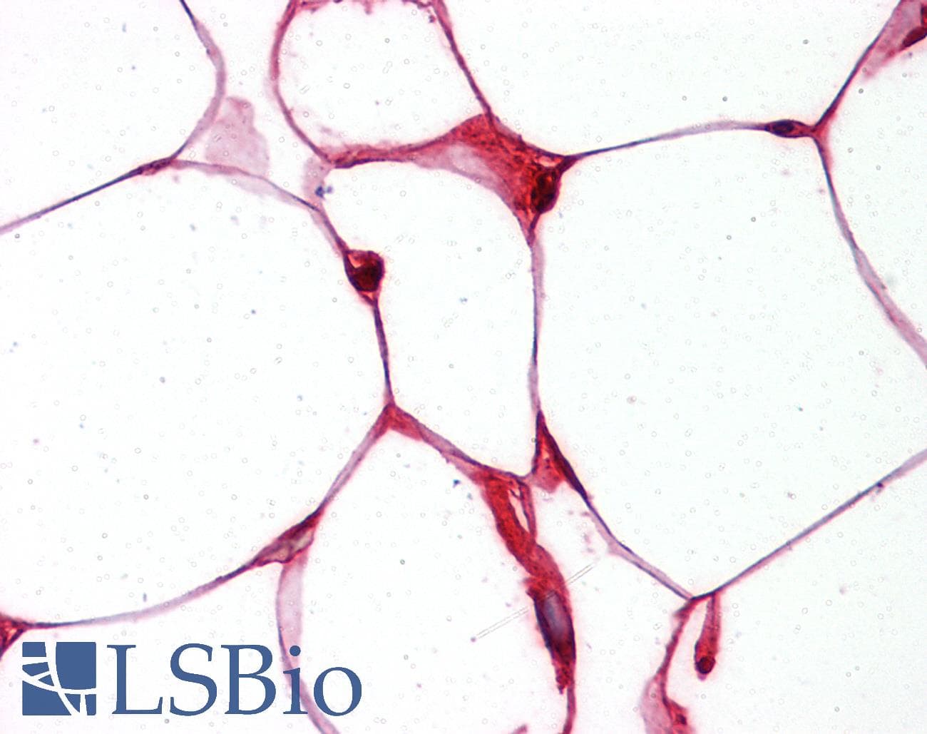 IHC-plus™ FABP4 / AP2 Antibody (Tyr20)